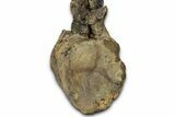 Fossil Sauropod (Apatosaurus) Vertebra - Bone Cabin Quarry #358789-8